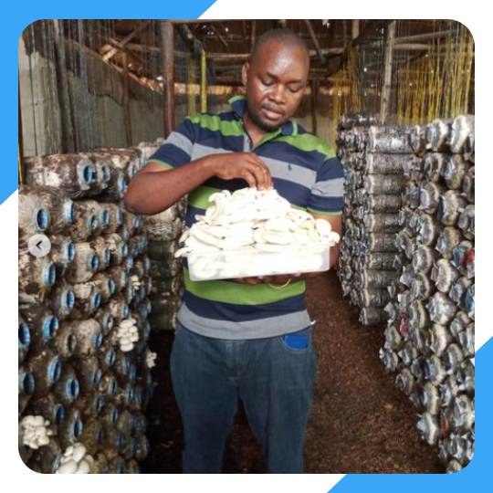 Mushroom Farming Project