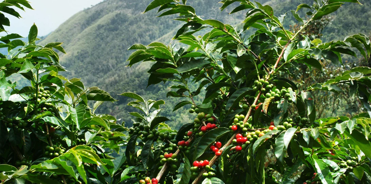 Sustainable Livelihood Initiatives