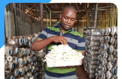 Mushroom Farming Project